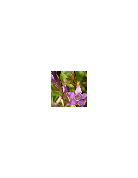 Blaue Blume - Hercampuri 60 g