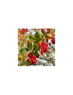 Čisticí keř - Agracejo 80 g 2